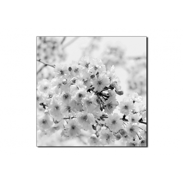 Obraz na plátně - Třešňový květ - čtverec